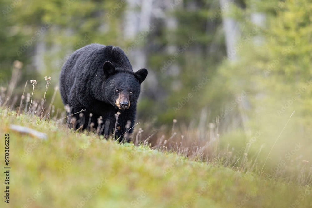 Fototapeta premium Close-up shot of a black bear walking through a grassy field with a blurred green background
