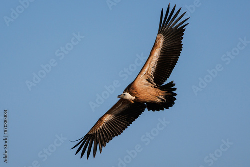 Buitre leonado volando con fondo de cielo azul, Alcoy, España