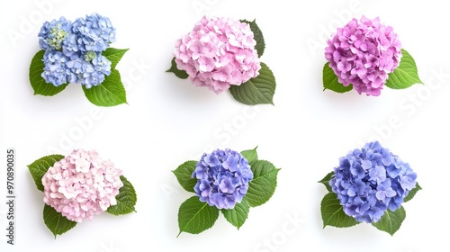 Hydrangea or hortensia eight flowers set isolated on white. White blue pink purple and bicolor hortensia flowering plants. Different colors inflorescences collection. photo