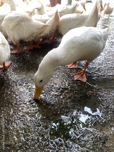 White Duck 