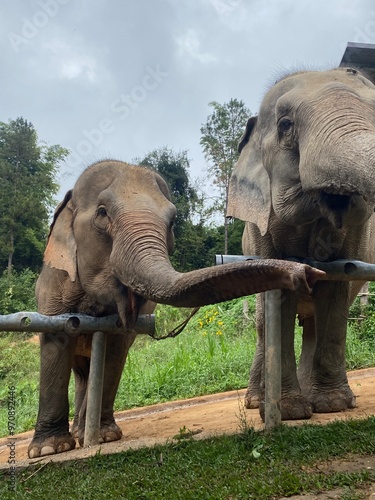 Elephants long trunk