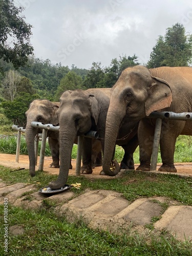 Elephants feeding time 