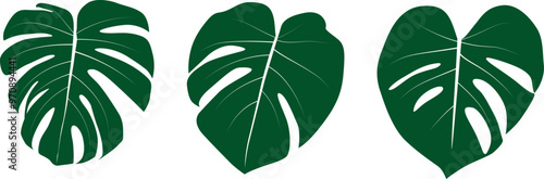 Monstera leaf isolated on white background. Vector Illustration