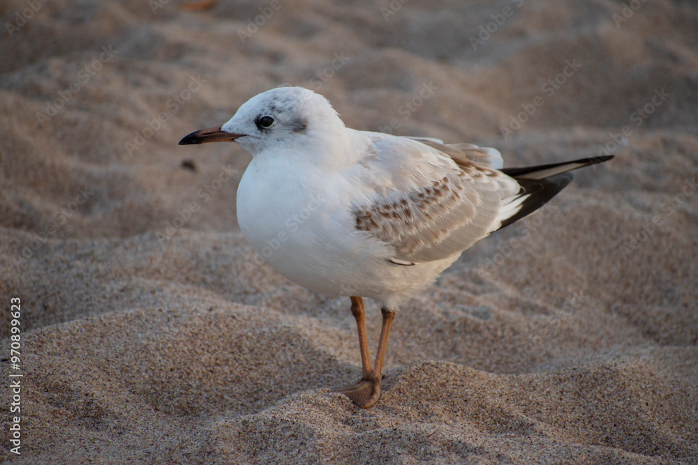 Fototapeta premium Black-headed gull standing at the beach. Sunset seagull 