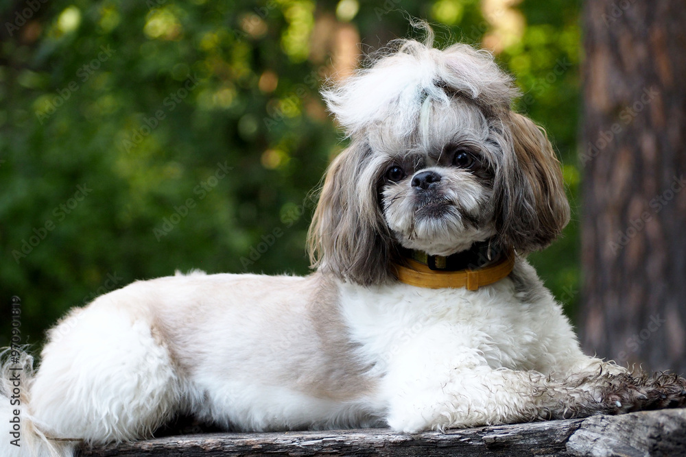 Shih Tzu dog lying on a log against a green forest background during a walk. pet in nature. side view. white with gray fur dog Shih Tzu dog lying on a log against a green forest background during a walk. pet in nature. side view. white with gray fur dog