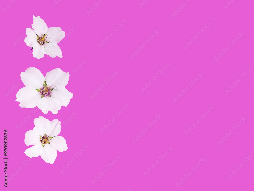 White flowers of the apple tree on a pink background White flowers of the apple tree on a pink background