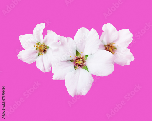 White flowers of the apple tree on a pink background