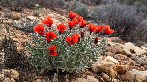 A vibrant red Sturt's desert pea blooming in the dry soil of the Australian Outback, contrasting against the rocky landscape  photo