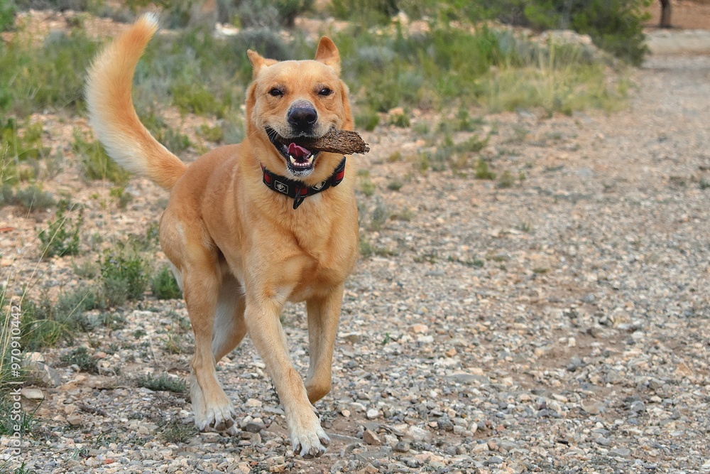 big tan dog running happy down the mountain big tan dog running happy down the mountain