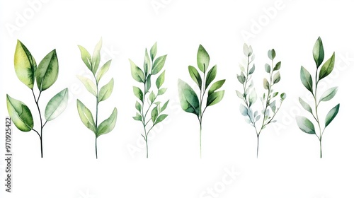 Wallpaper Mural Watercolor floral collection. Illustration set with green wild leaves. Botanic illustration isolated on white background for wedding: greetings: wallpapers: fashion: backgrounds: wrappers: print Torontodigital.ca