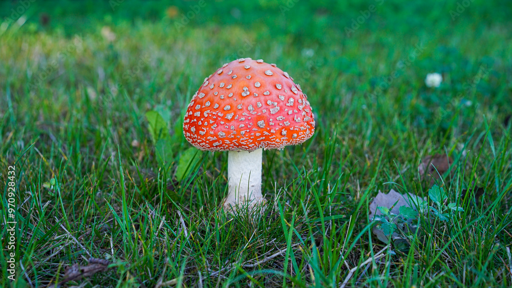 A captivating shot of wild mushrooms thriving in their natural habitat on the forest floor. Surrounded by rich green moss and soft forest light, the image evokes the peaceful essence of the woodland. A captivating shot of wild mushrooms thriving in their natural habitat on the forest floor. Surrounded by rich green moss and soft forest light, the image evokes the peaceful essence of the woodland.