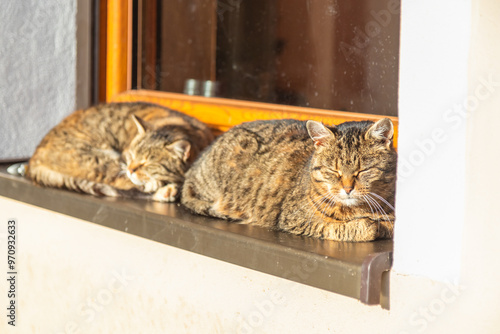 two tabby cats lying and sleeping on the windowsill outside the window, basking in the sun