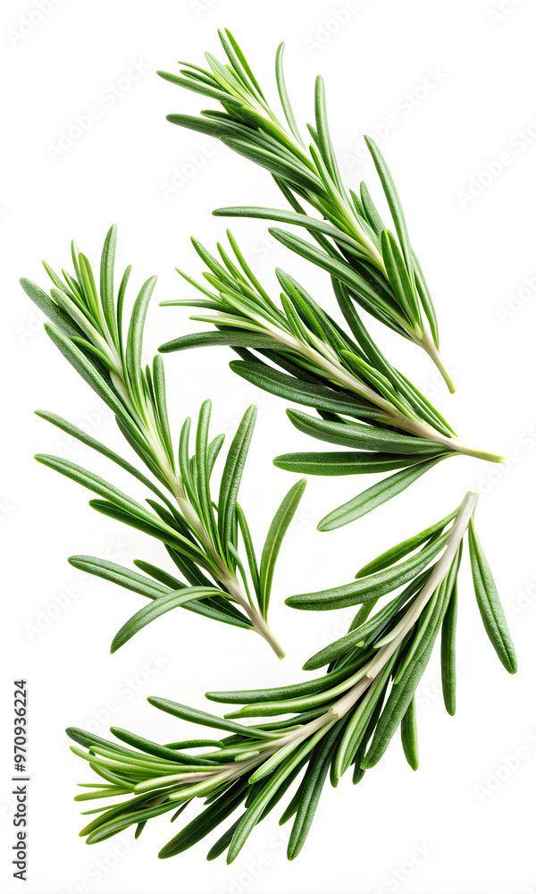 Fototapeta premium Flying Fresh Rosemary leaves isolated on white background, Clipping path, Selective ficus