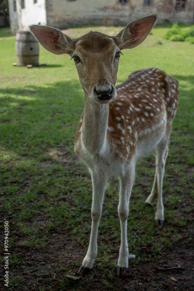 A deer is walking in the park
A deer is walking in the park