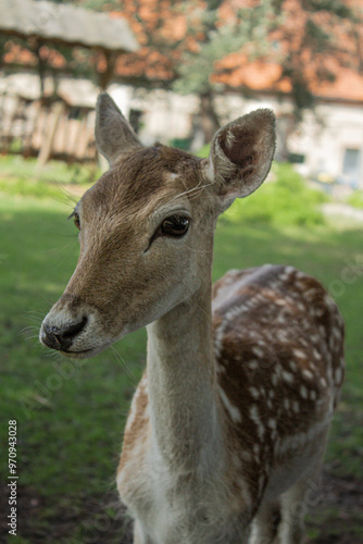 A deer is walking in the park 