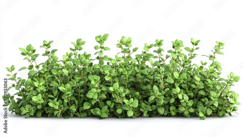 Thyme (dried) clipart, element, 3D illustration, realistic, isolated on white background Thyme (dried) clipart, element, 3D illustration, realistic, isolated on white background