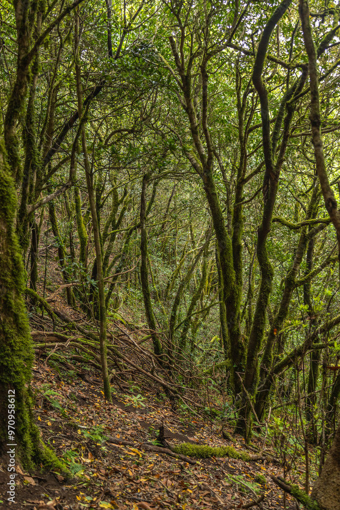 Naklejka premium Anaga natural park forest in tenerife with wild albatrosses green leaves