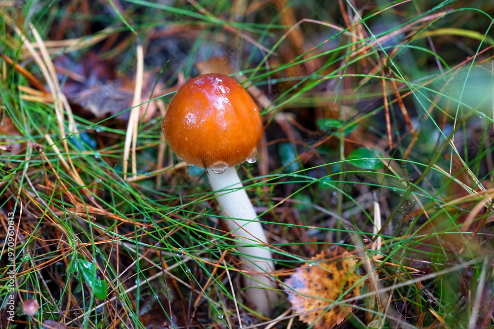 A charming autumn forest scene featuring a variety of mushrooms growing on the forest floor. The photo captures the rich, earthy tones of fallen leaves and the diverse shapes and colors of the mushroo