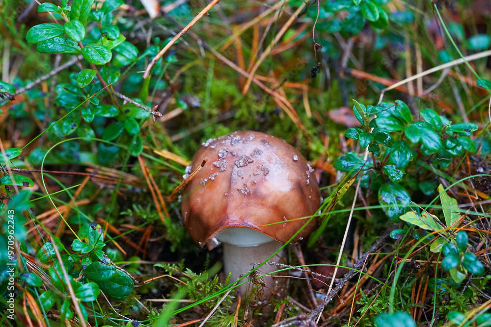 A charming autumn forest scene featuring a variety of mushrooms growing on the forest floor. The photo captures the rich, earthy tones of fallen leaves and the diverse shapes and colors of the mushroo A charming autumn forest scene featuring a variety of mushrooms growing on the forest floor. The photo captures the rich, earthy tones of fallen leaves and the diverse shapes and colors of the mushroo