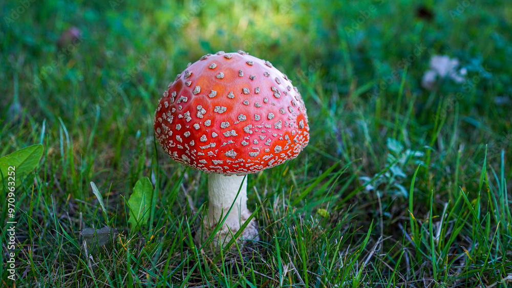 A charming autumn forest scene featuring a variety of mushrooms growing on the forest floor. The photo captures the rich, earthy tones of fallen leaves and the diverse shapes and colors of the mushroo