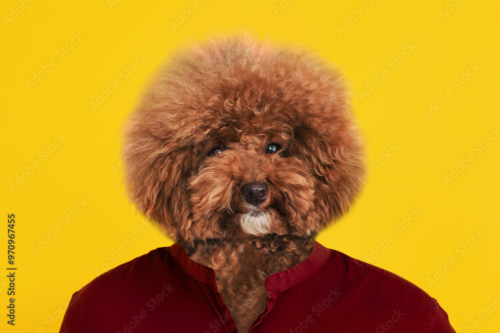 A cheerful brown poodle is posing with its fluffy fur framing its face, wearing a vibrant red shirt. The bright yellow background adds an energetic contrast, highlighting the dog's playful demeanor. A cheerful brown poodle is posing with its fluffy fur framing its face, wearing a vibrant red shirt. The bright yellow background adds an energetic contrast, highlighting the dog's playful demeanor.