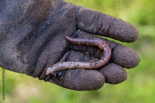 Crawling earthworm in a black glove with soil and green background photo