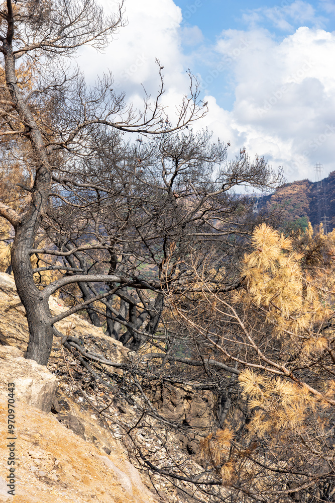 Forest Fire Damage. Burned Down Forest in Turkey, Izmir Yamanlar Forest Fire Damage. Burned Down Forest in Turkey, Izmir Yamanlar