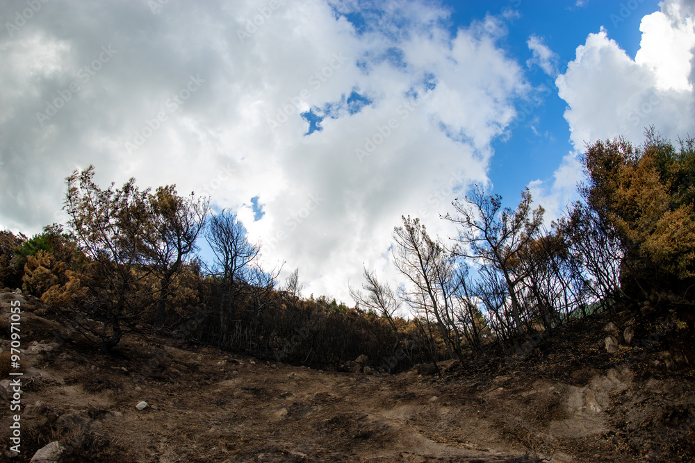 Forest Fire Damage. Burned Down Forest in Turkey, Izmir Yamanlar