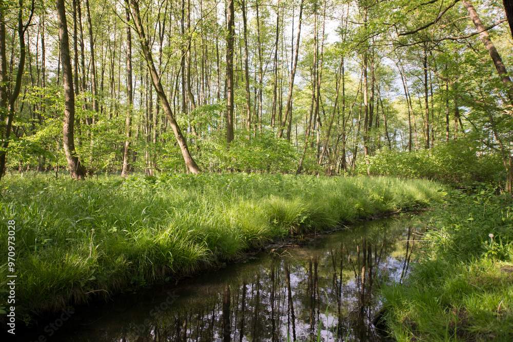 Fototapeta premium Naturschutzgebiet im Sommer im Landkeis Potsdam Mittelmark