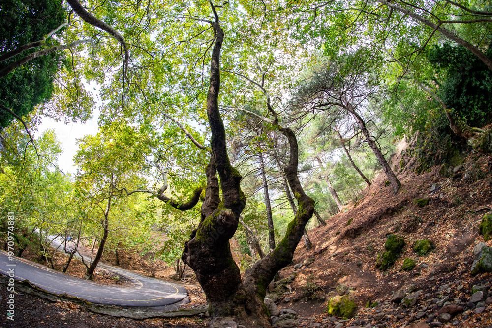 Fototapeta premium Forest Landscape with Mossy Trees and Dried Leaves in September. Izmir - Turkey