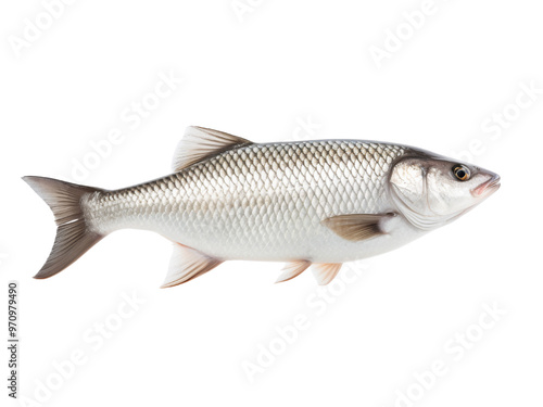 Realistic fish image on transparent background. Ai generated.