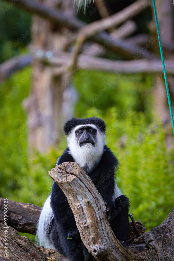 Obraz premium Monkey sitting on tree