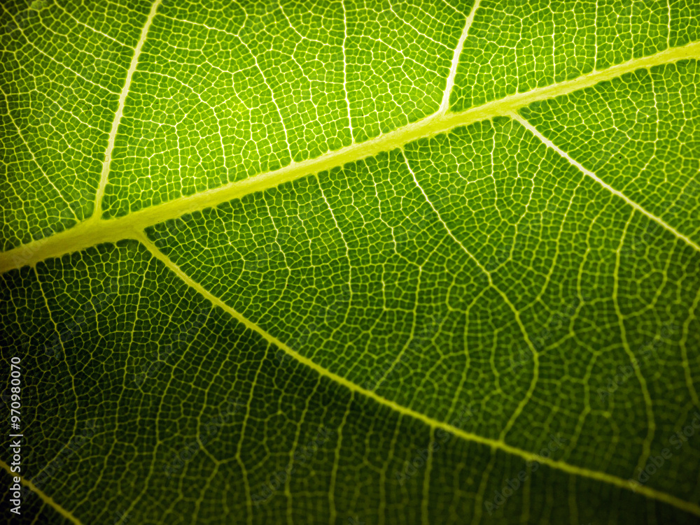 Close up of fresh young spring green leaf highlighted reveal green leaf texture Close up of fresh young spring green leaf highlighted reveal green leaf texture