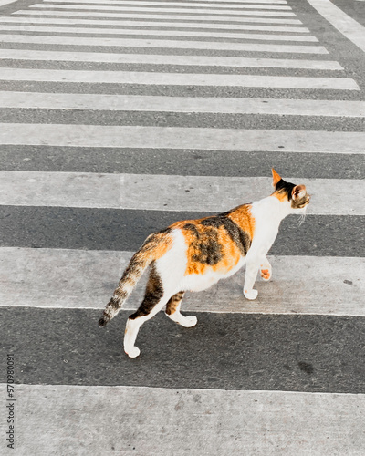 Cat walks across a pedestrian zebra crossing on an urban street. The image captures the contrast of the animal against the structured lines of the crosswalk, blending everyday city life with a moment.