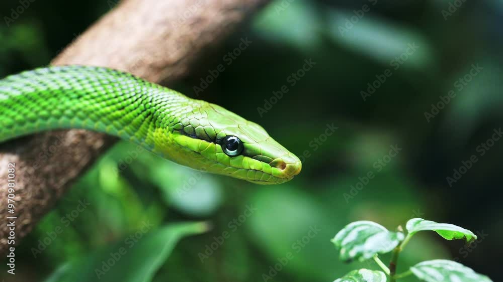 Red tailed racer, Gonyosoma oxycephalum snake relaxing on a branch. Closeup macro detail view of snake head and eyes. Red tailed racer, Gonyosoma oxycephalum snake relaxing on a branch. Closeup macro detail view of snake head and eyes.