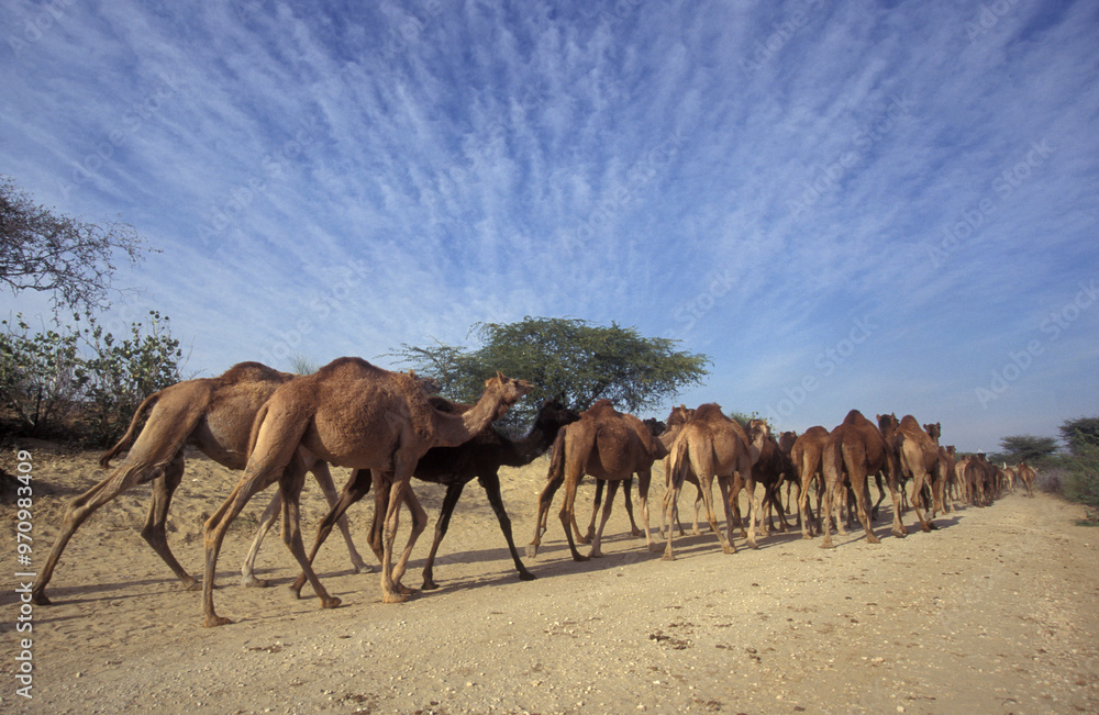 Camels at the Bikaner Camel Festival in the Town of Bikaner in the Province of Rajasthan in India. India, Bikaner, January, 1998 Camels at the Bikaner Camel Festival in the Town of Bikaner in the Province of Rajasthan in India. India, Bikaner, January, 1998