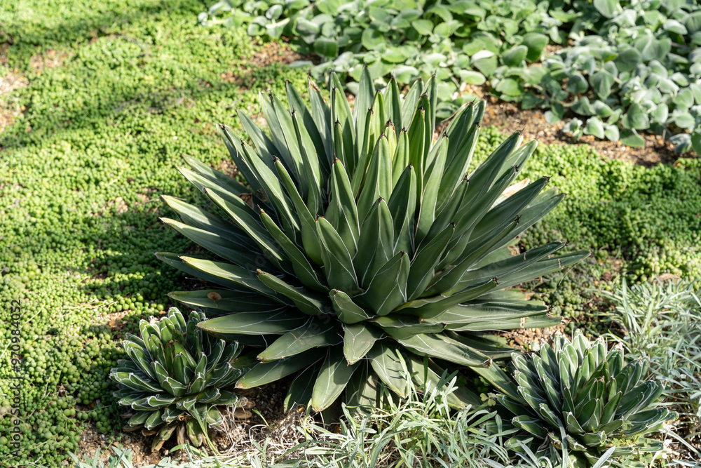 Fototapeta premium A close-up view of an agave plant surrounded by treasure-flower and greenery.