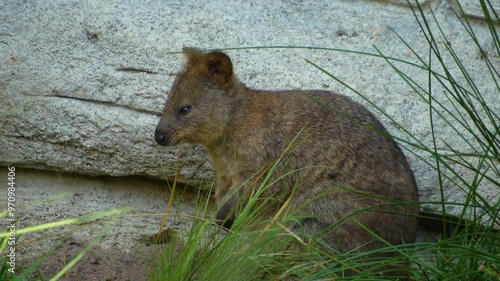 Close view of wallaby kangaroo standing beside a rock and looking around photo