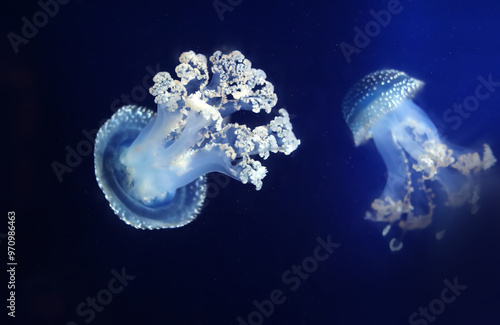 фотографія Tropical Jellyfish Phyllorhiza punctata white-spotted jellyfish aka floating bel