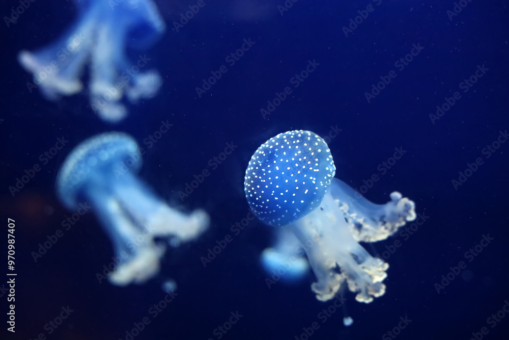 Tropical Jellyfish Phyllorhiza punctata white-spotted jellyfish aka ...