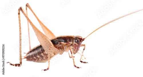 Wallpaper Mural Shield-backed Katydids (Tettigoniinae) isolated on white, side view Torontodigital.ca