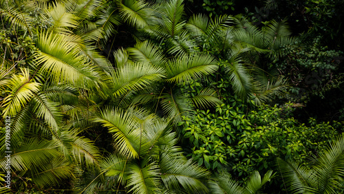 Overhead aspect of luscious, tropical rainforest with thick green covering/canopy. Located in the far north of Queensland in Australia. 
