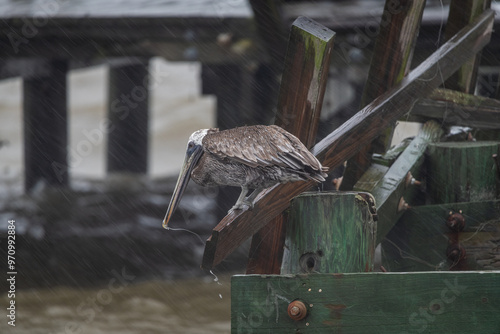 Pelican on broken Pier during Hurricane Francine 