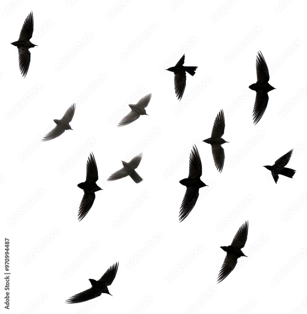 PNG Birds flying silhouette animal flock monochrome. PNG Birds flying silhouette animal flock monochrome.
