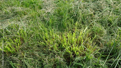 a patch of grass with a mix of green and brown colors. The grass appears to be somewhat overgrown, with some areas looking lush and green, while others are more dry and brown