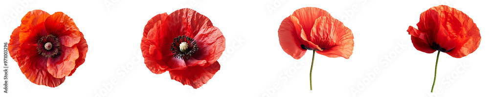 Set, collection of Bright red poppy blossom isolated on transparent background. Set, collection of Bright red poppy blossom isolated on transparent background.