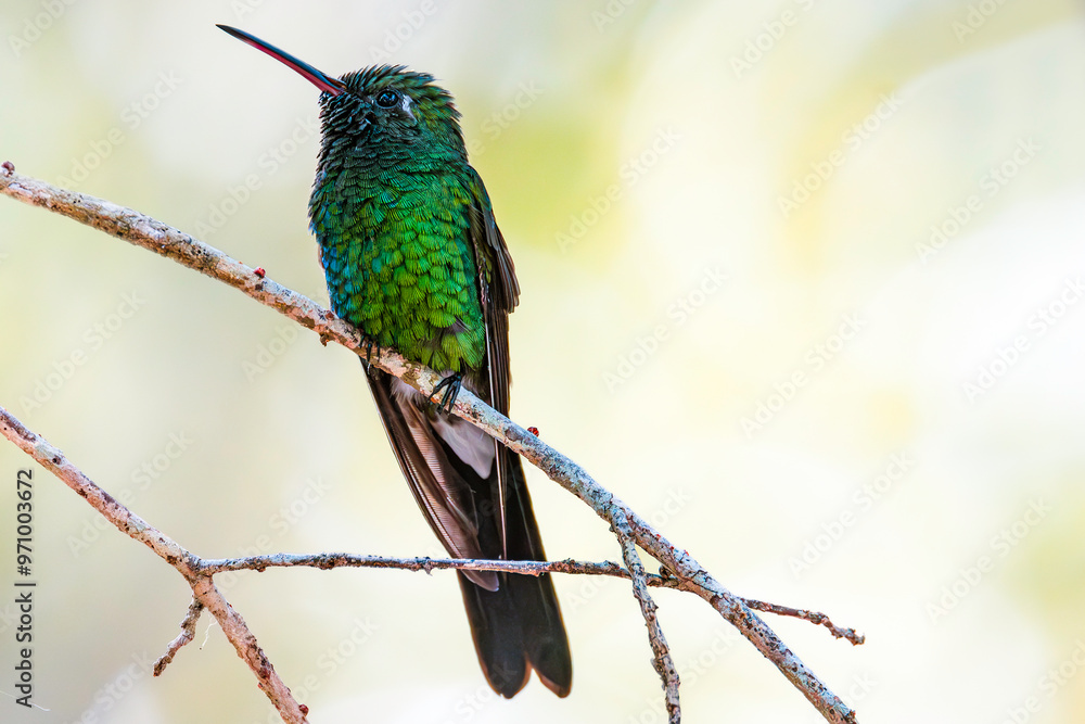 Cuban emerald (Riccordia ricordii), male, Cuba. Selective focus on bird's eye
