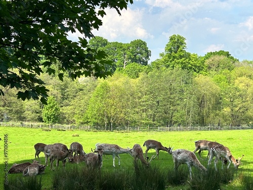 Wallpaper Mural deer Torontodigital.ca