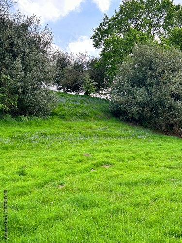 field and trees