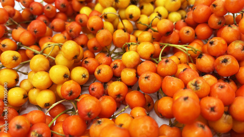 Принти на полотні Lots of beautiful ripe rowan berries on a white background